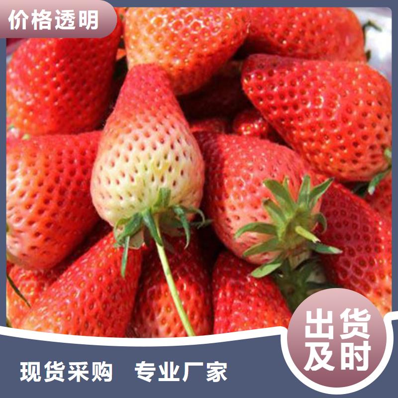 福海街道草莓种苗便宜价格