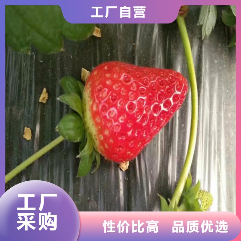 {广祥}西双版纳性价比高的红颜草莓苗销售厂家