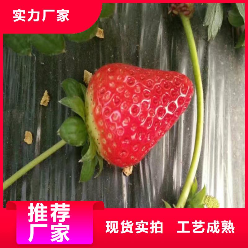 广祥湖南省甜查理草莓苗批发厂家直营