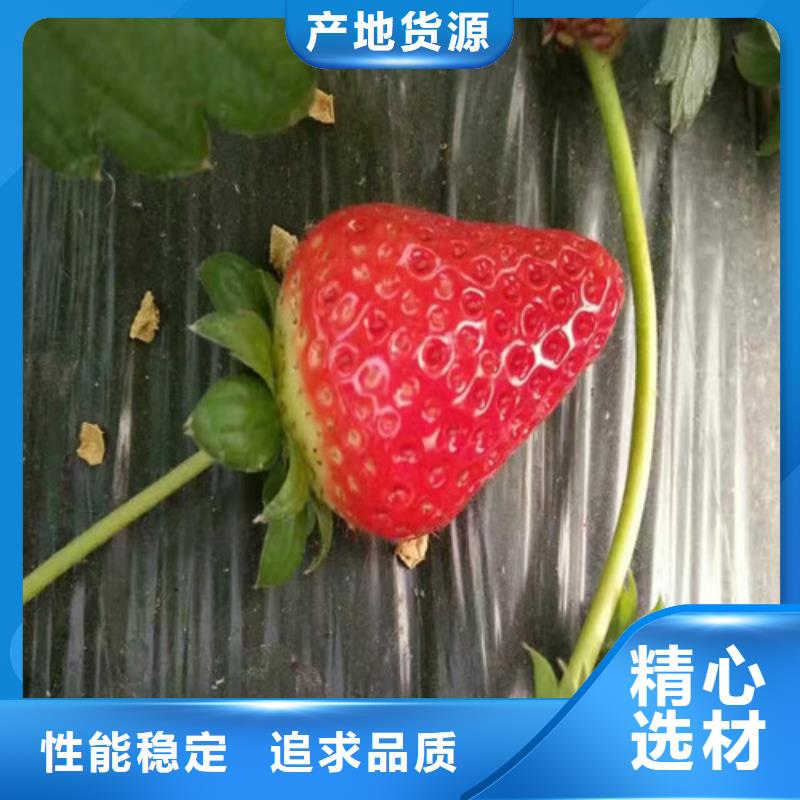 基地批发红颜草莓苗，红颜草莓苗高产丰收