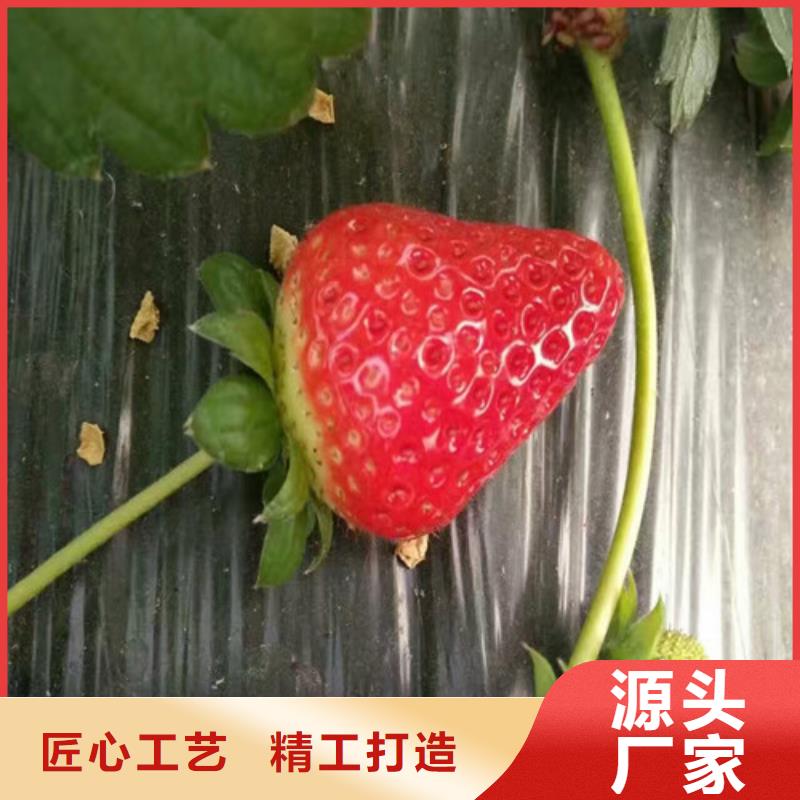 [广祥]法兰地草莓苗价格_南通法兰地草莓苗