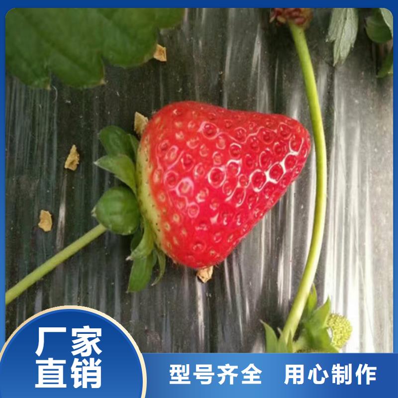 艳丽草莓苗交货及时