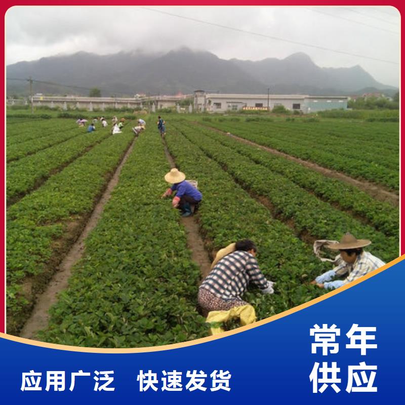 北京白果草莓苗