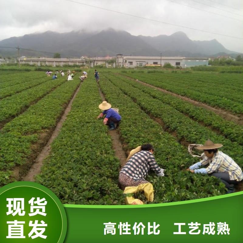 张家界专业生产制造艳丽草莓苗供应商