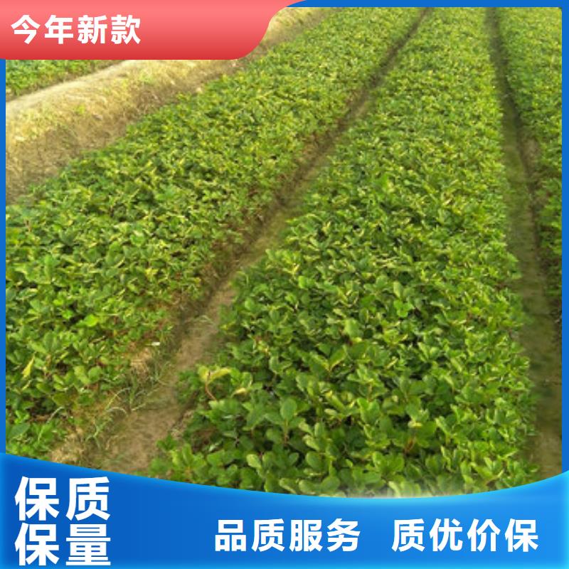 【广祥】阳谷圣诞红草莓苗批发价格-广祥农业科技有限公司