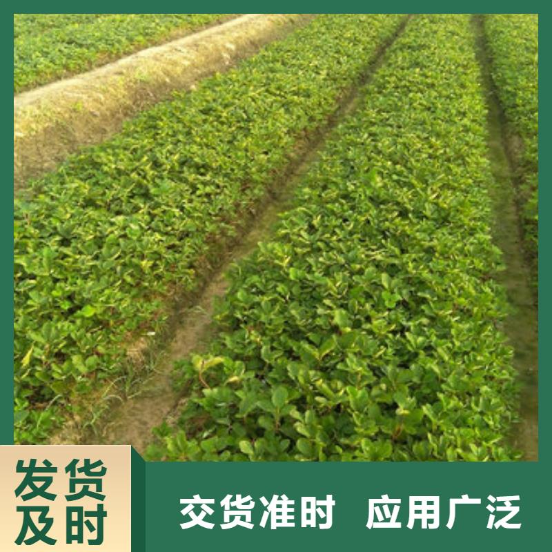  本地 {广祥}草莓苗品种种植条件