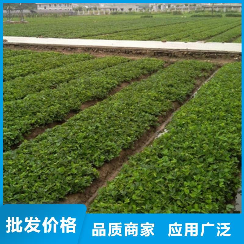 内蒙古自治区甜宝草莓苗高产丰收