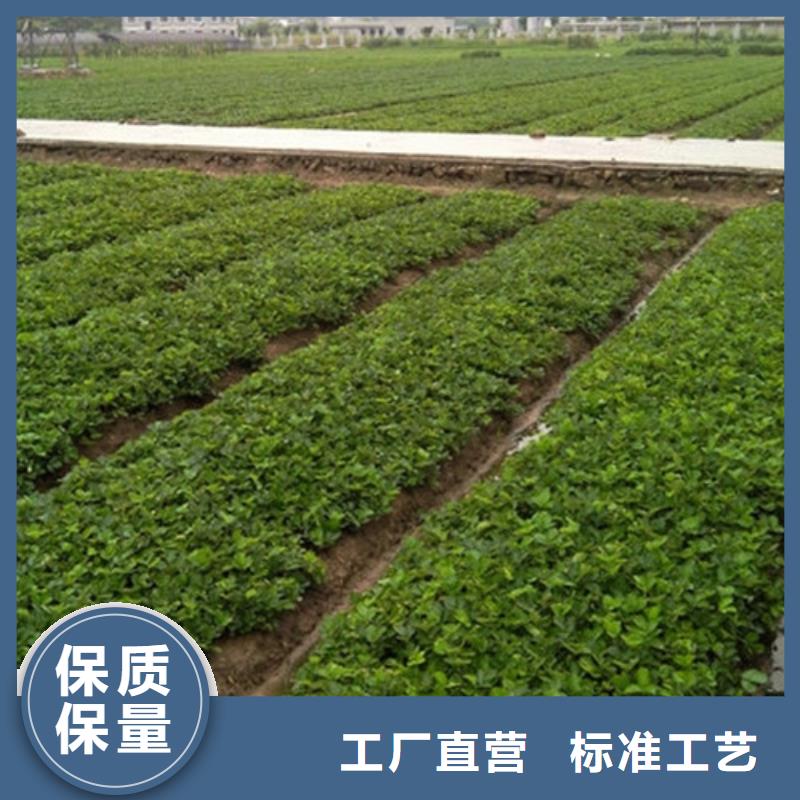 漳州漳浦一年生红颜草莓苗，红颜草莓苗种植品种选择