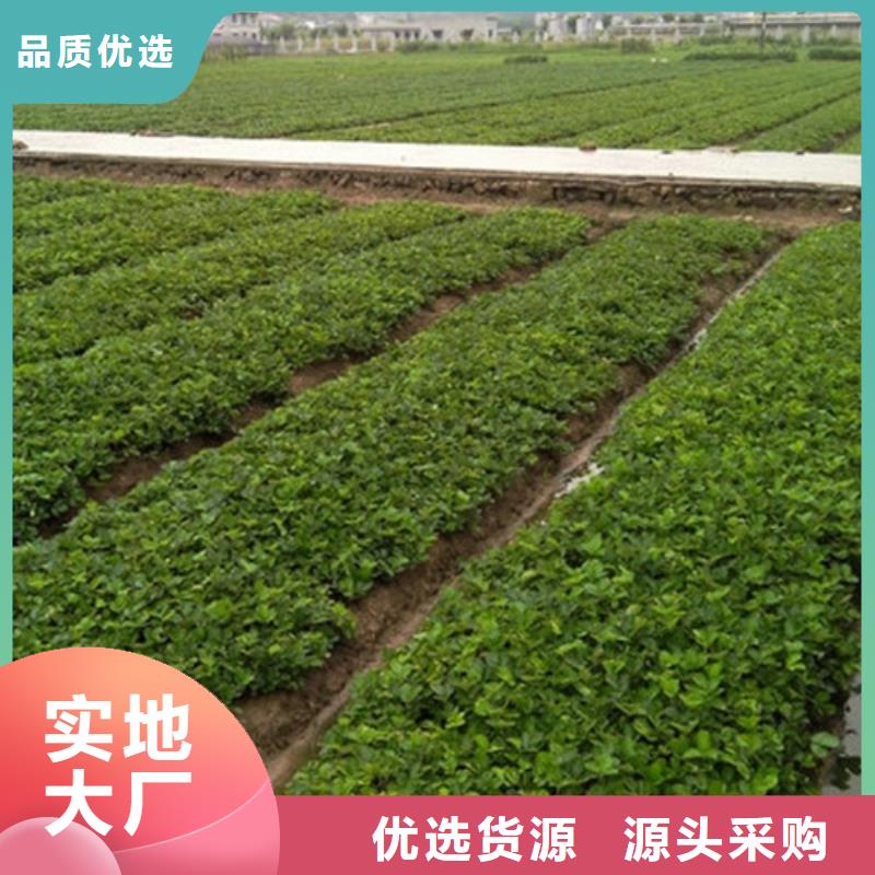 富县香蕉品种草莓苗栽植密度