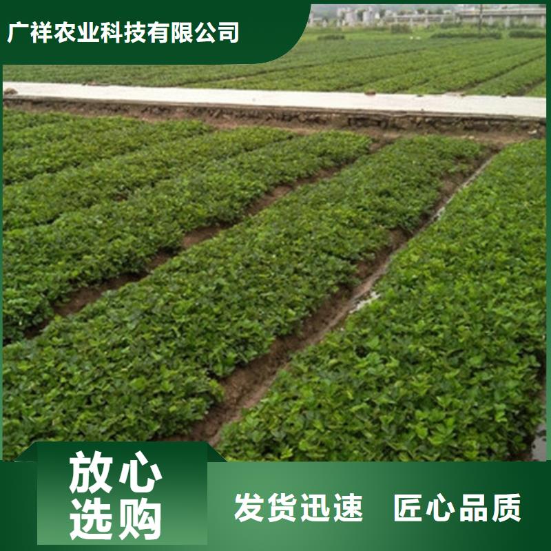 青山红99草莓苗种植条件