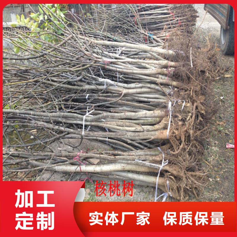 核桃苗梨树苗基地自主研发