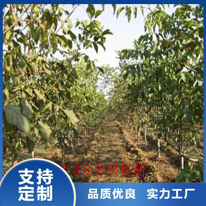 核桃苗樱桃苗基地精选优质材料