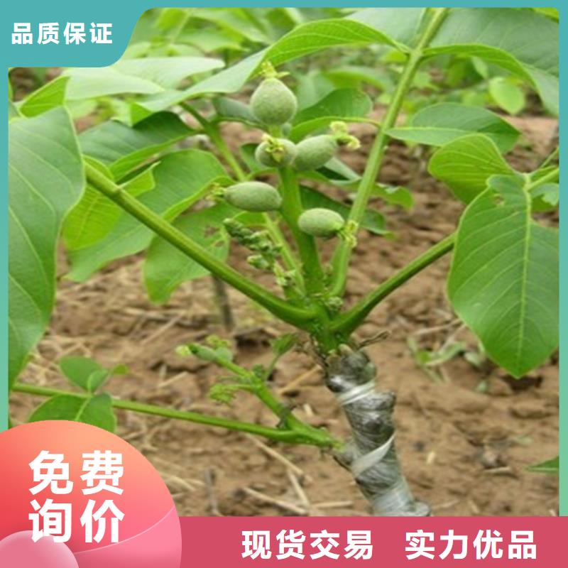 嫁接核桃苗种植地区