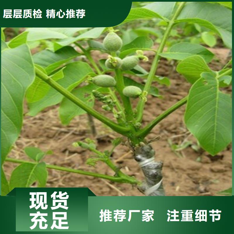 回族自治区核桃实生苗种植条件