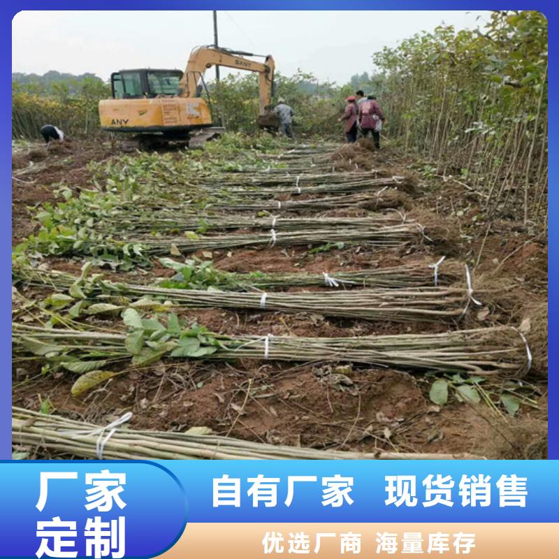 核桃苗梨树苗基地免费回电