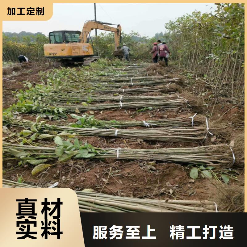 核桃苗蓝宝石葡萄树苗厂家直销省心省钱