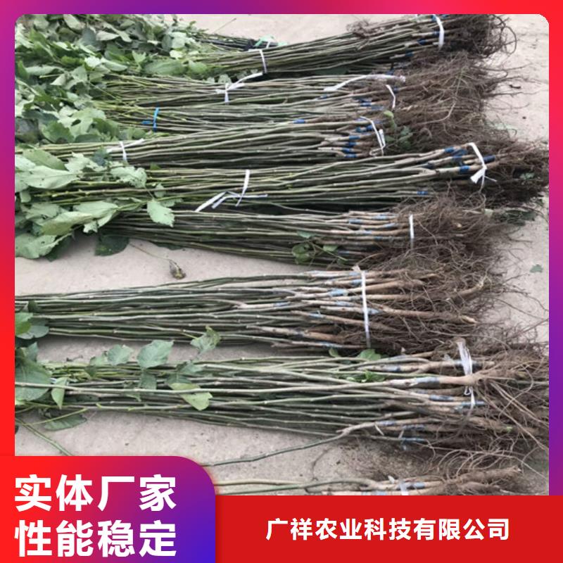 核桃苗【苹果苗】欢迎来厂考察