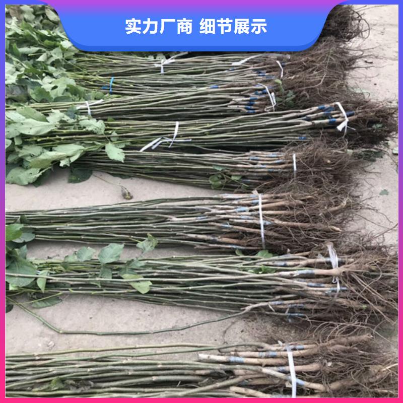 【核桃苗】大棚草莓苗重信誉厂家