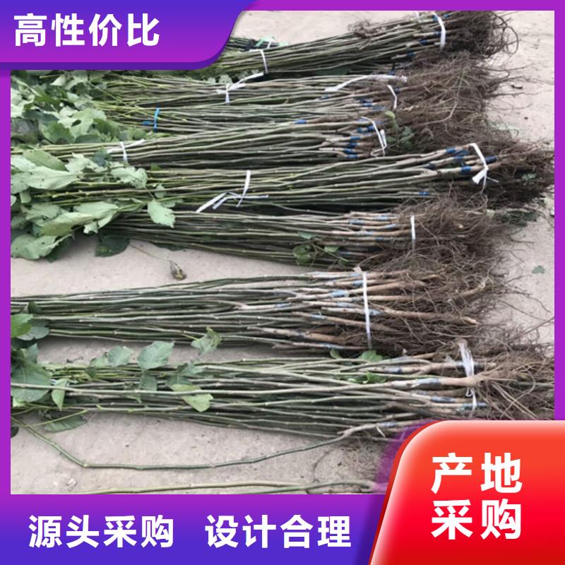 核桃苗艾琳娜西梅树苗品牌专营