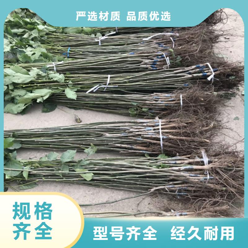 【核桃苗-草莓苗价格现货】