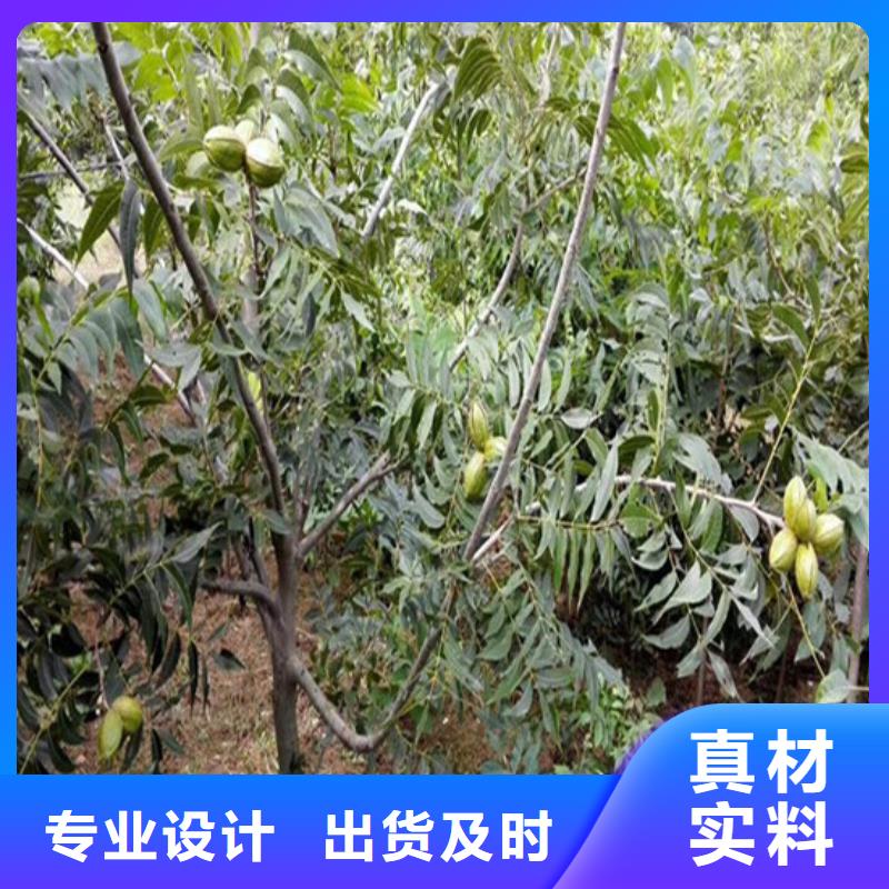 核桃苗【胭脂脆桃树苗】大量现货