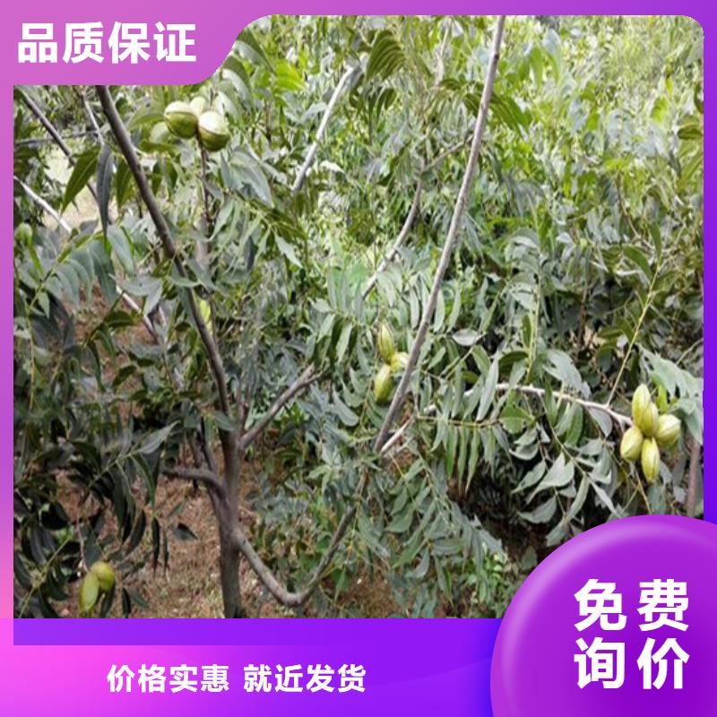 原生核桃树苗种植条件