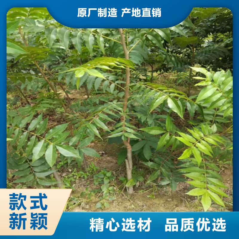 碧根果树苗品种选择