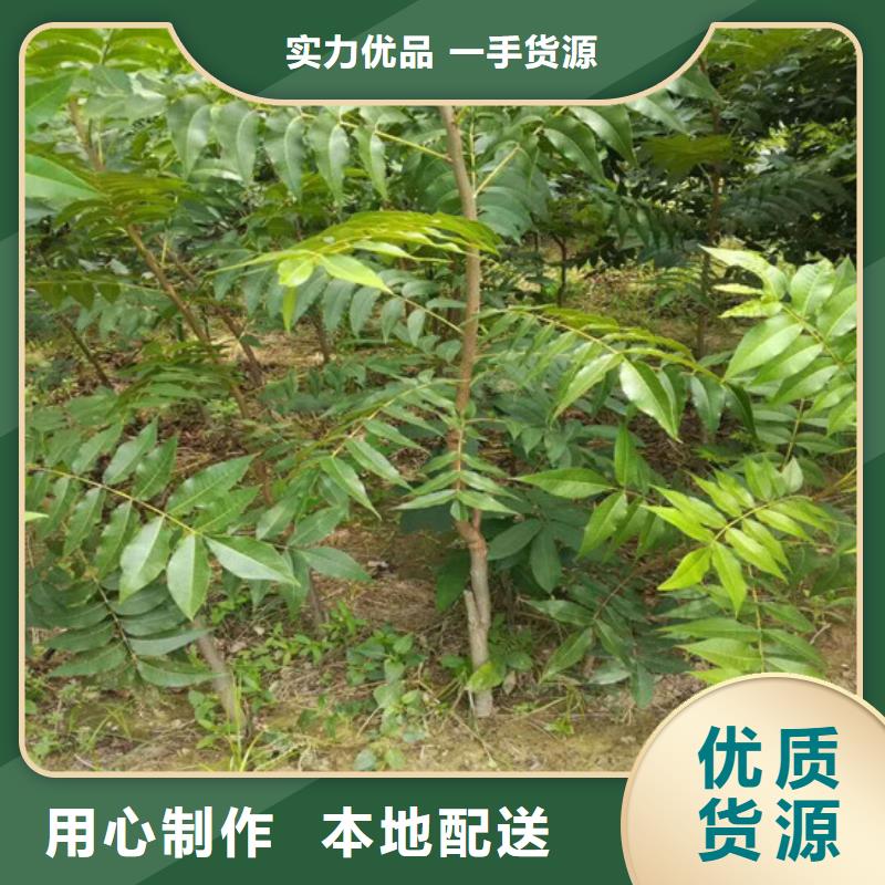 核桃苗梨树苗基地免费回电