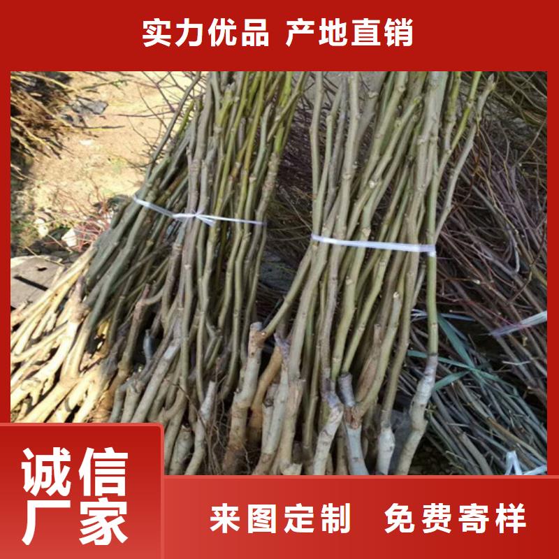 碧根果树苗价格多少