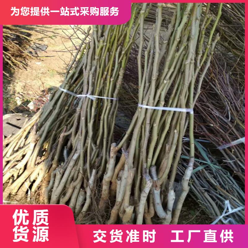 【核桃苗】无花果树苗正规厂家