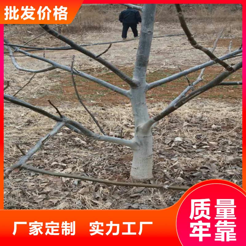 核桃苗桃树苗基地现货充裕