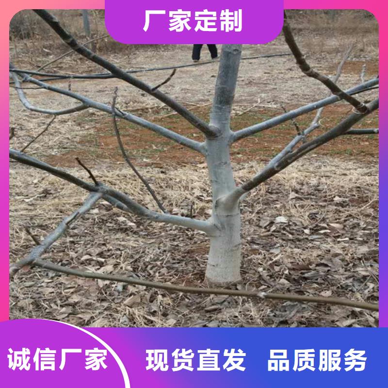 【核桃苗】大棚草莓苗畅销本地