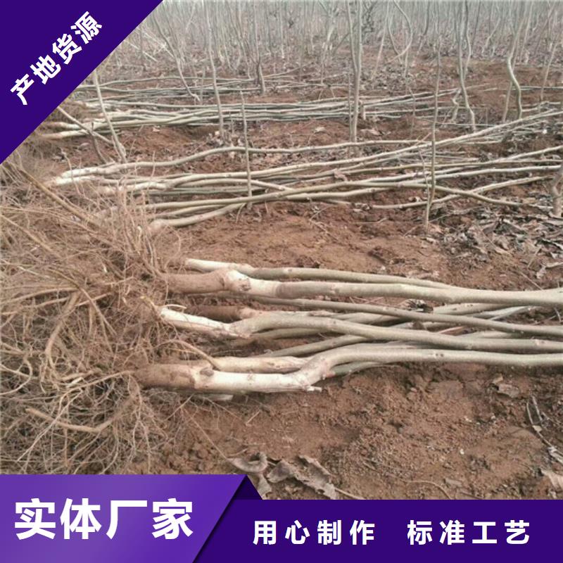 【核桃苗】-大棚草莓苗品质保障售后无忧