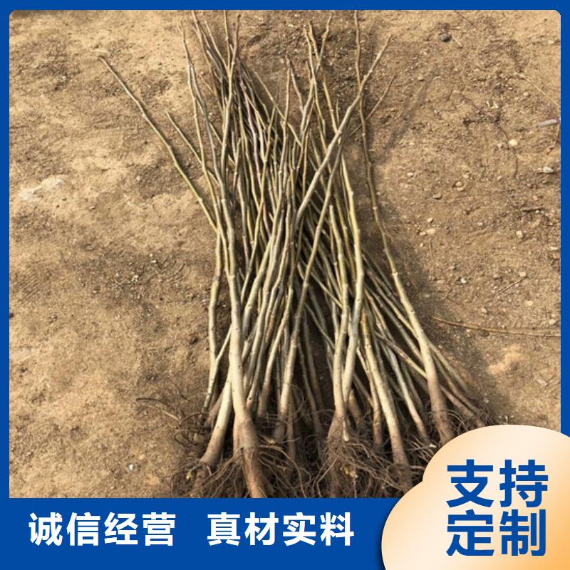 碧根果树苗种植地区