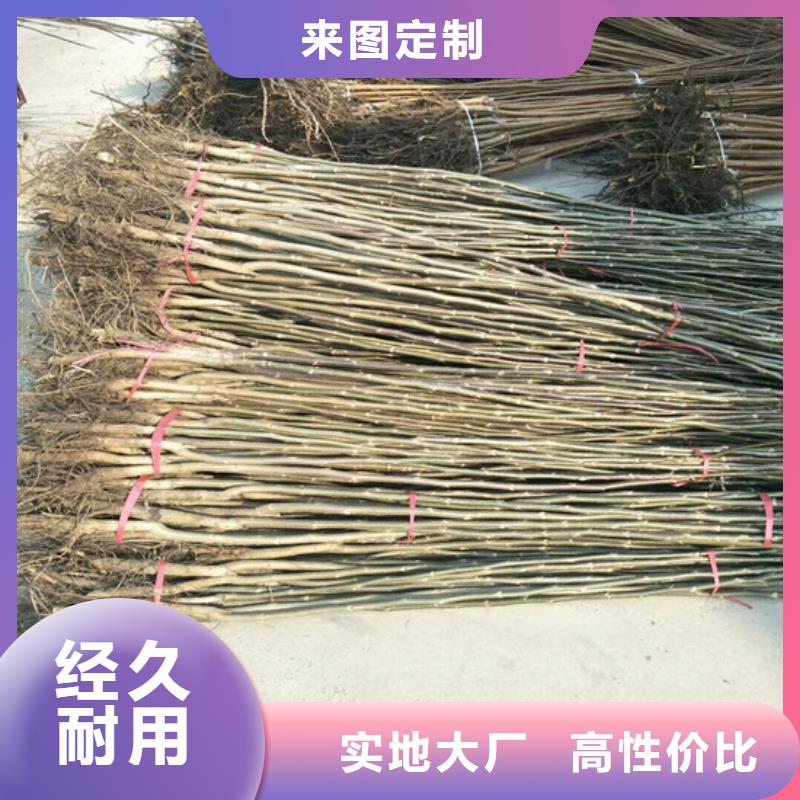 核桃苗果树苗批发基地精品选购