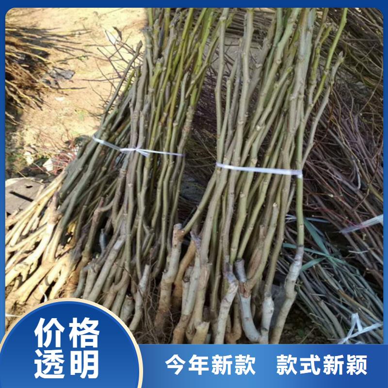 香玲核桃苗种植地区