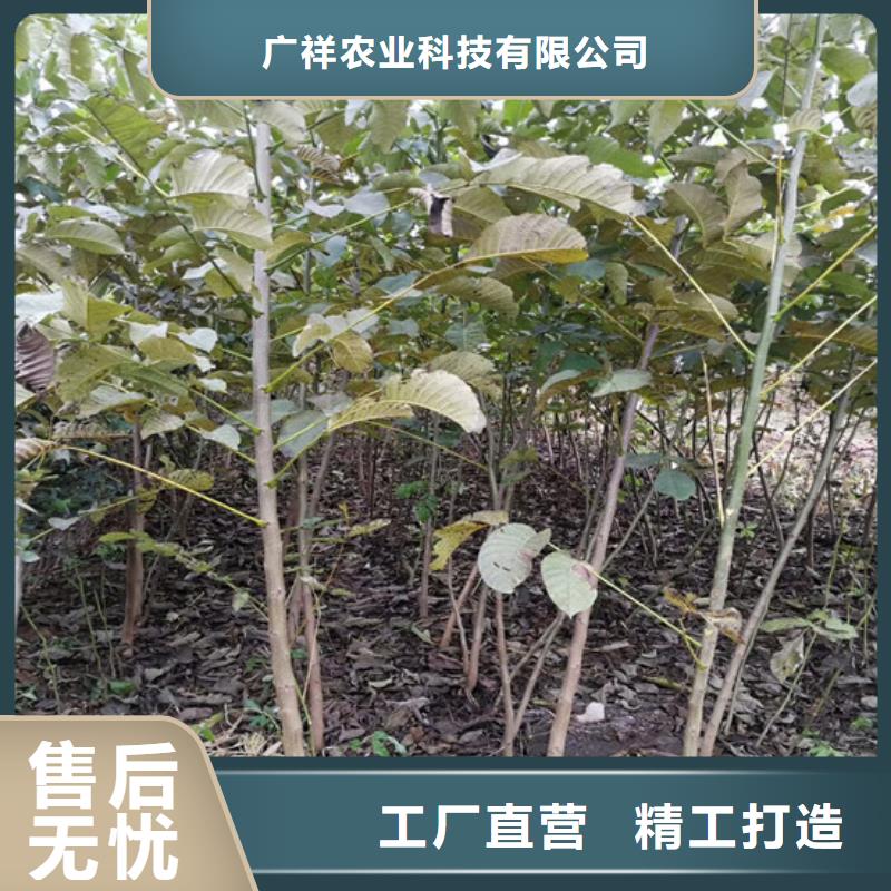 核桃苗【草莓苗价格】检验发货