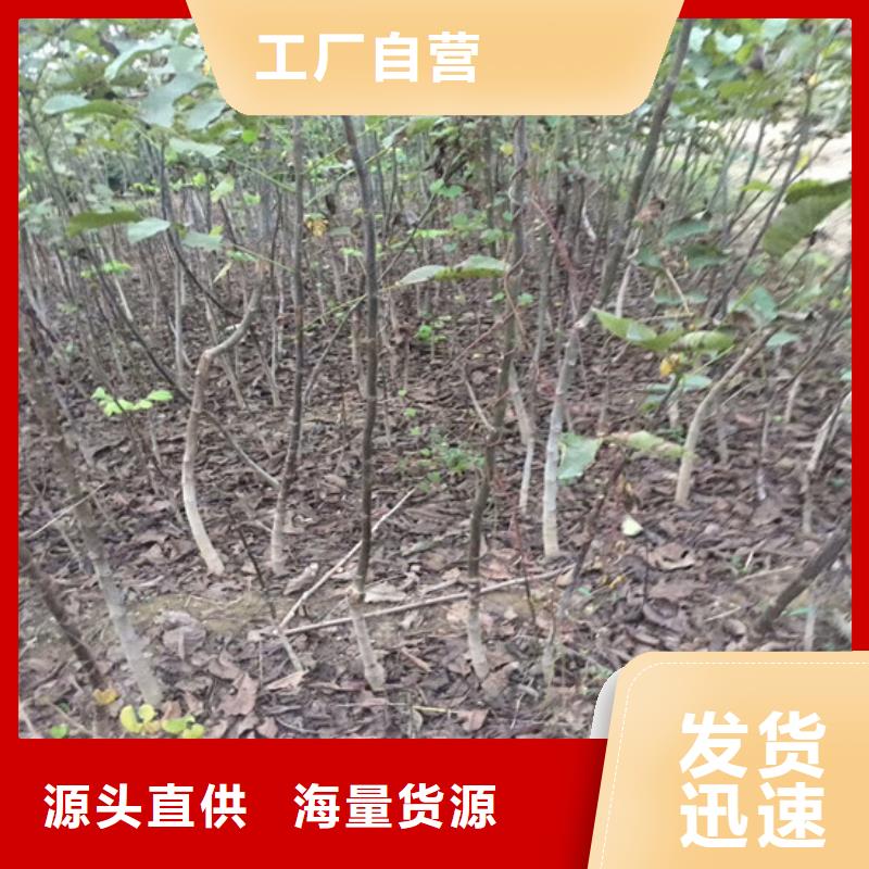 丰香核桃树苗哪里纯正