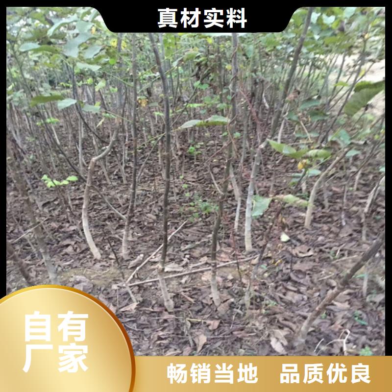 核桃苗苹果苗卓越品质正品保障