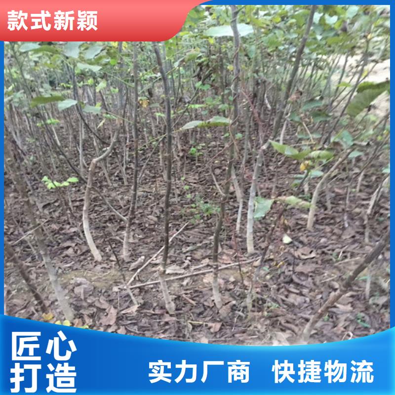 原生核桃树苗种植条件