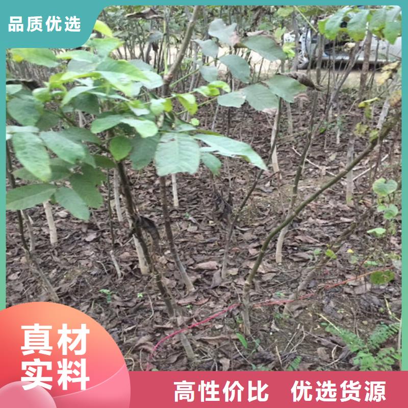 核桃苗苹果苗基地好产品放心购