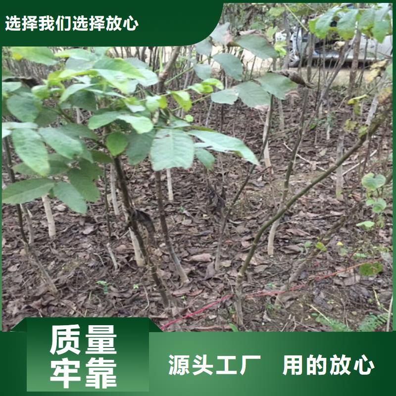 8518核桃苗哪里有种植的