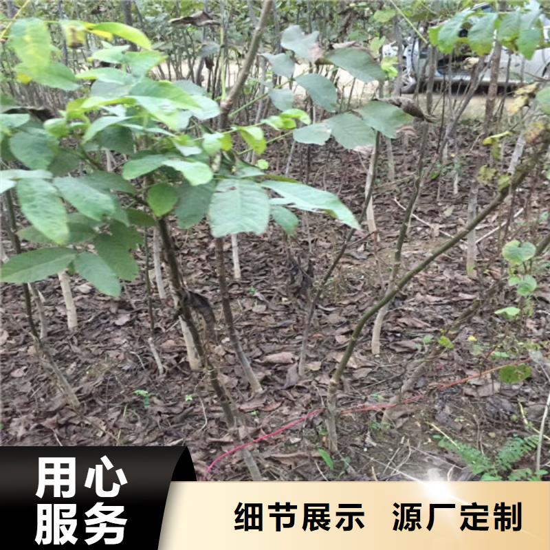 核桃苗果树苗批发基地标准工艺