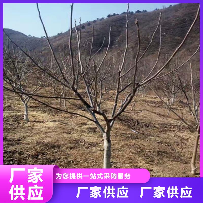 丰香核桃树苗哪里纯正