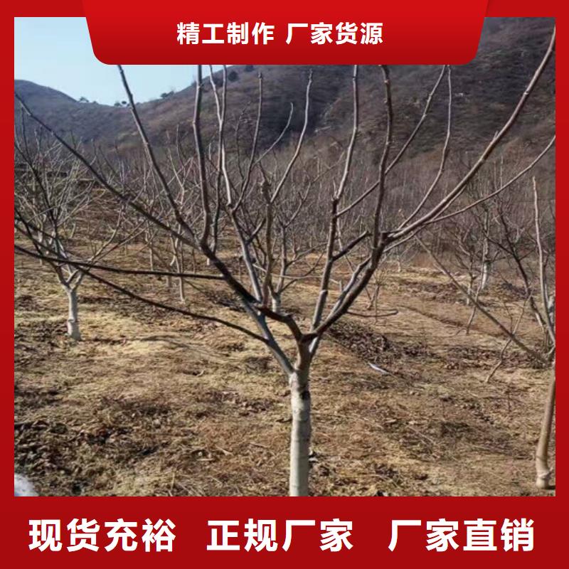 核桃苗梨树苗基地多家仓库发货