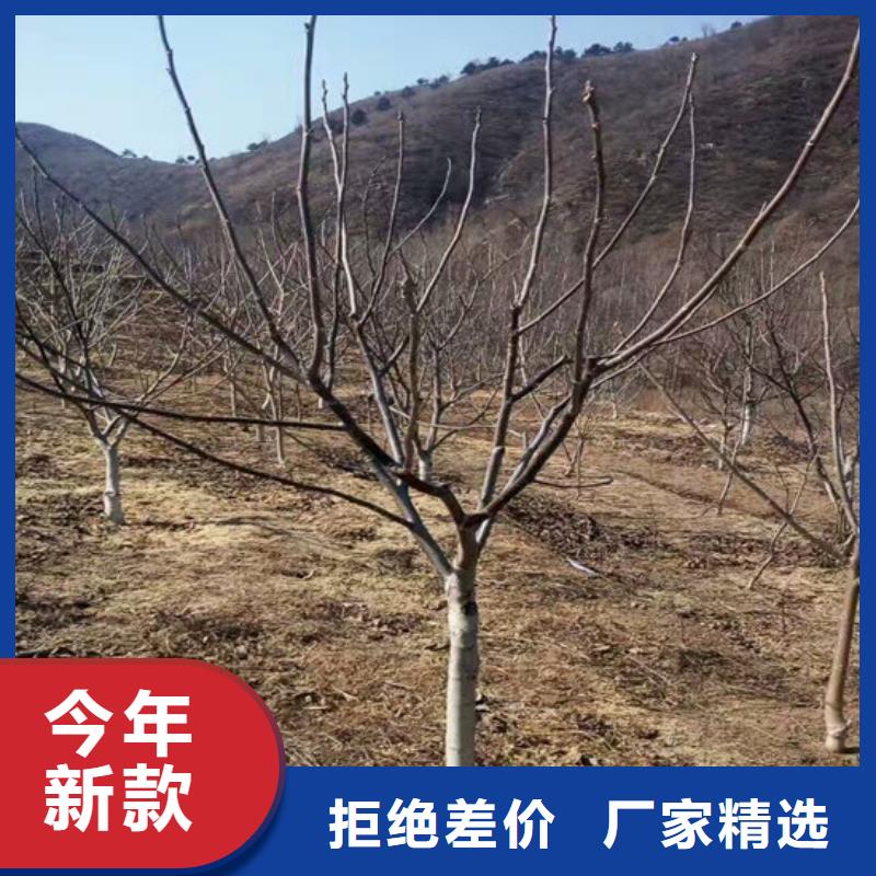 碧根果树苗品种齐全