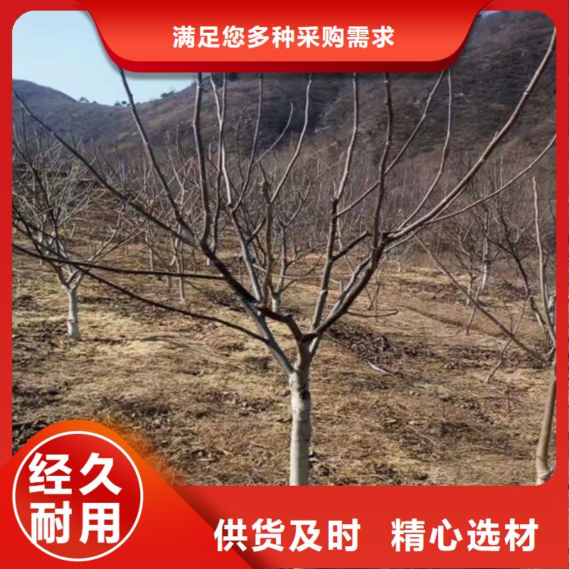 核桃苗梨树苗基地免费回电