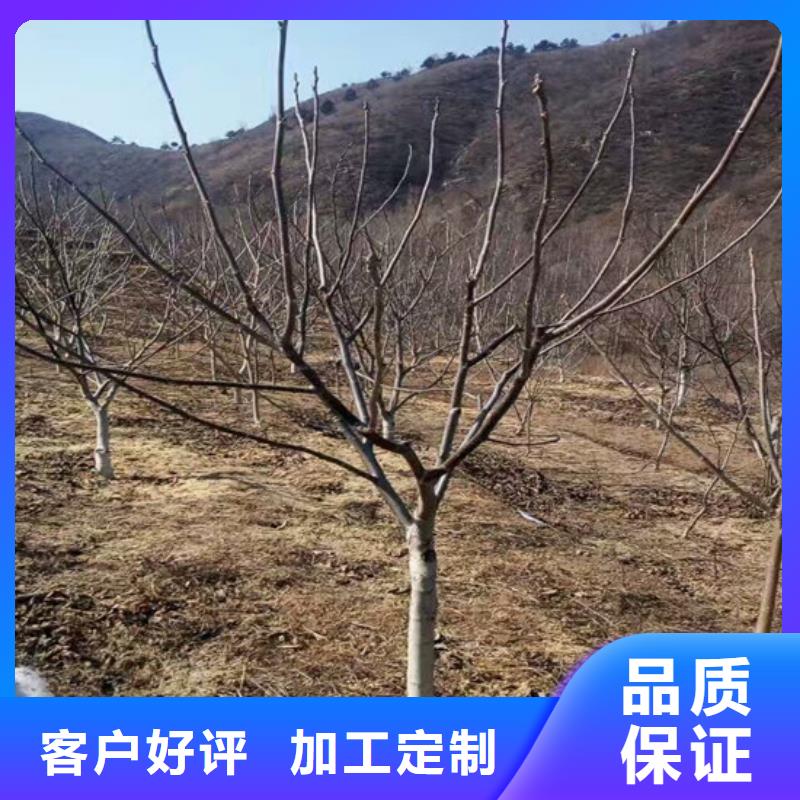 【核桃苗】大棚草莓苗畅销本地