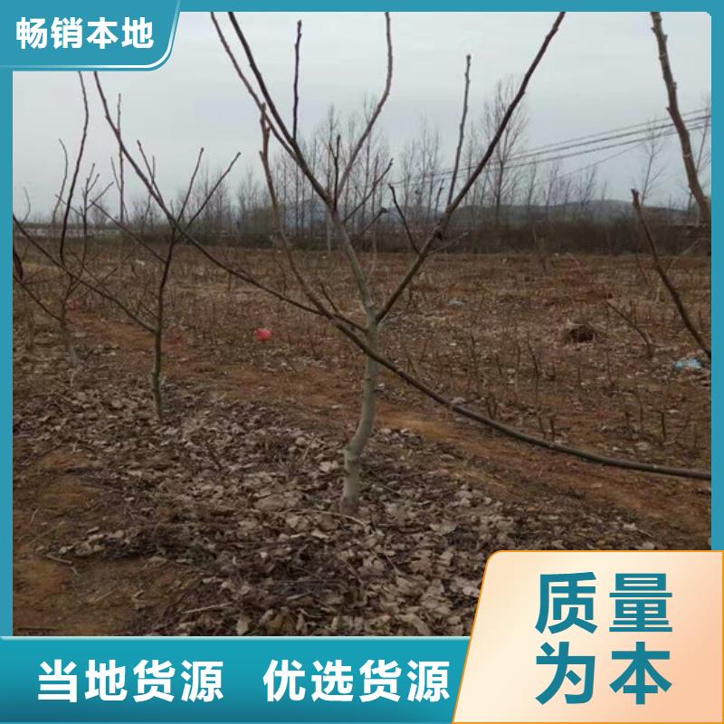 核桃苗果树苗批发基地经销商