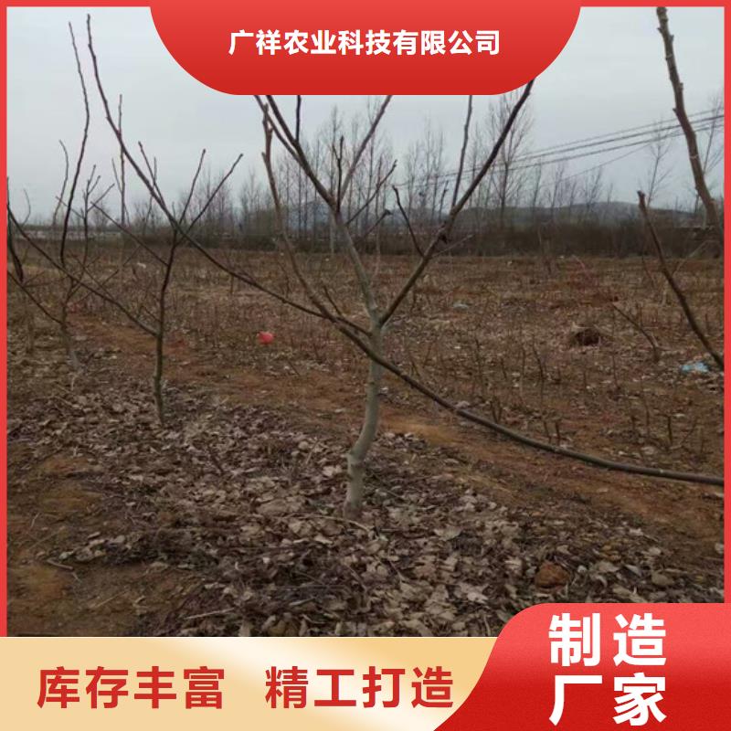 核桃苗樱桃苗基地精选优质材料